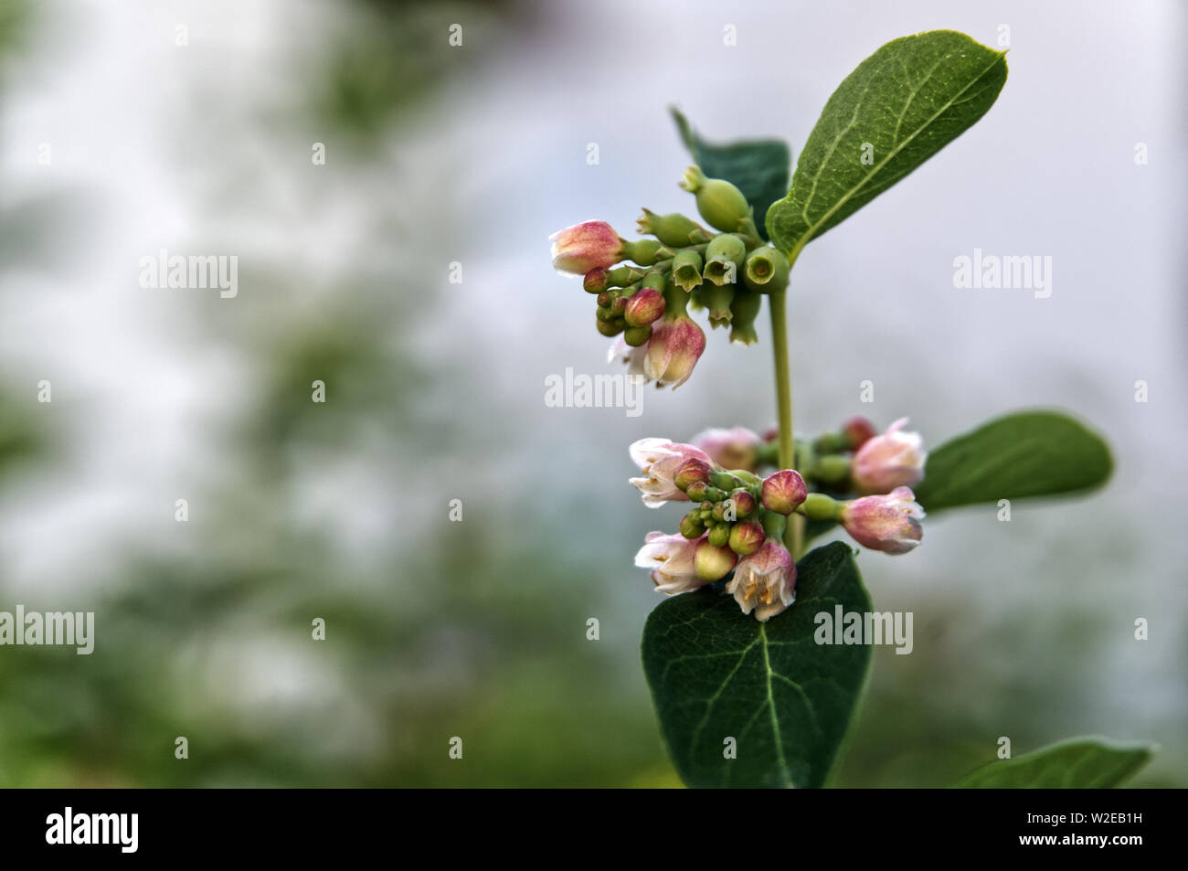close-up of a flowering snowberry shrub with blossoms in pink and white shades Stock Photo