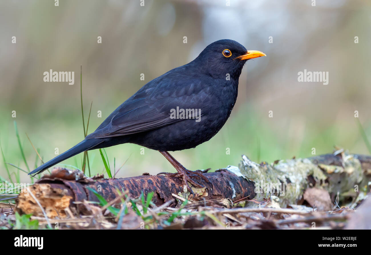Common blackbird posing on old branch at the forest floor Stock Photo