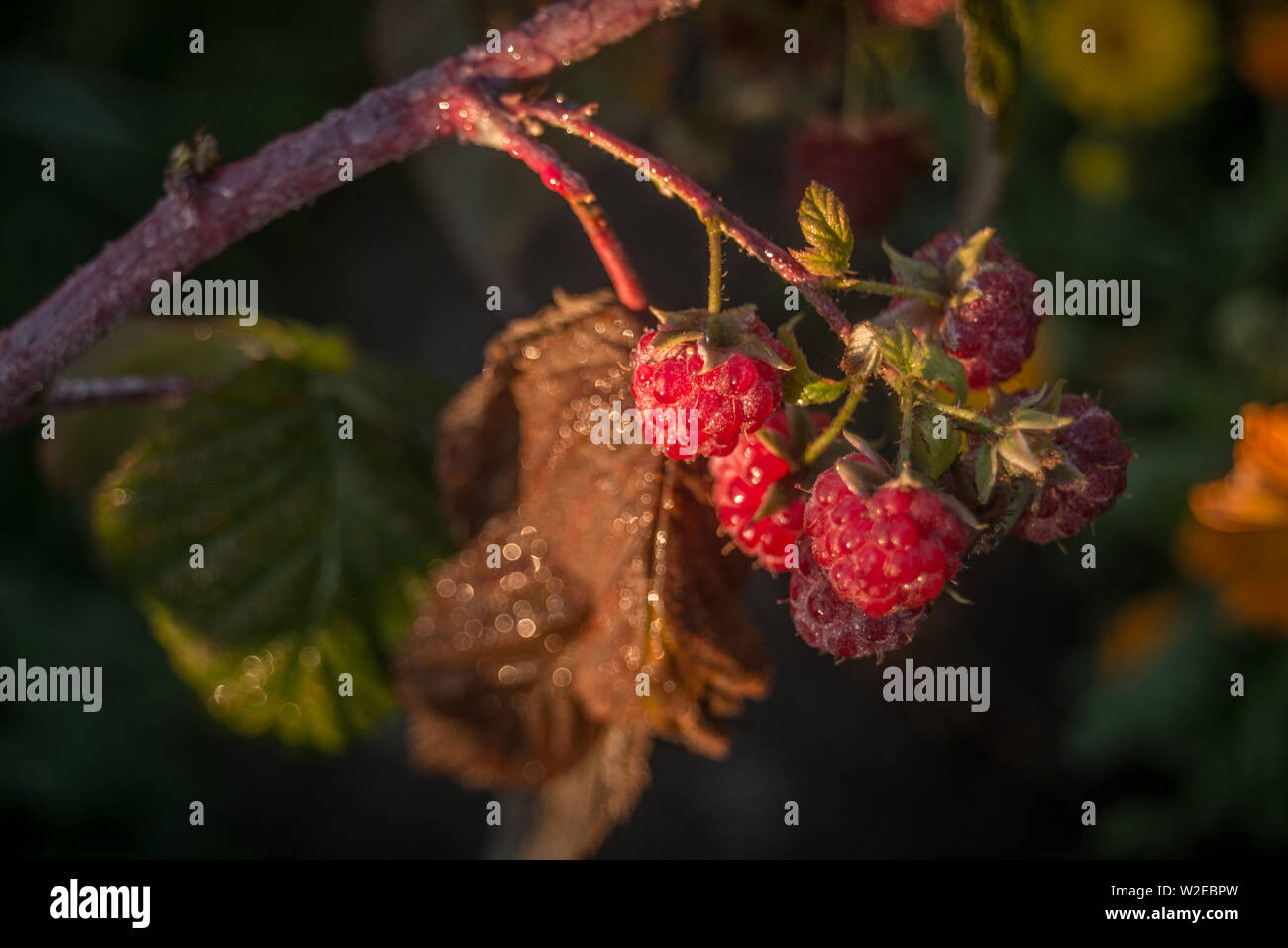 Raspberries on bush Stock Photo