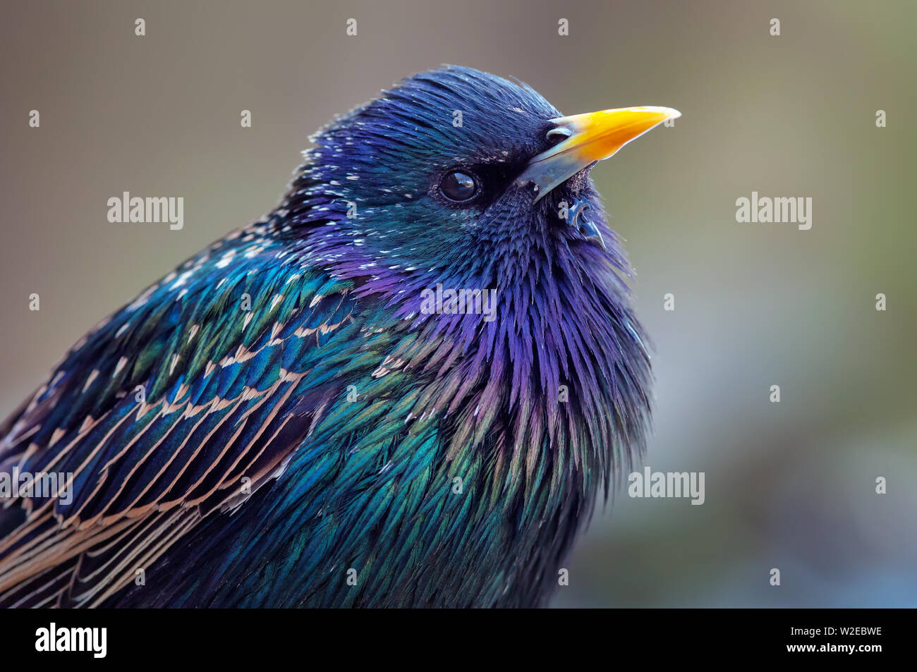 Common Starling very close shot portrait with extreme colours Stock Photo