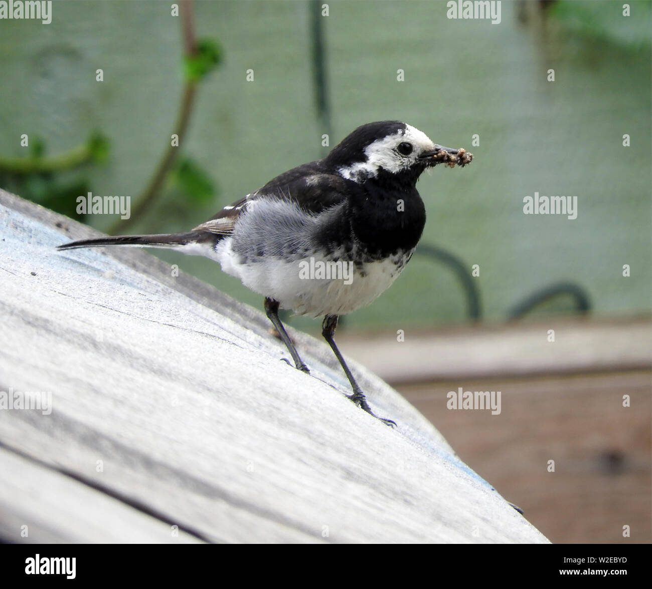 Scottish insects hi-res stock photography and images - Alamy