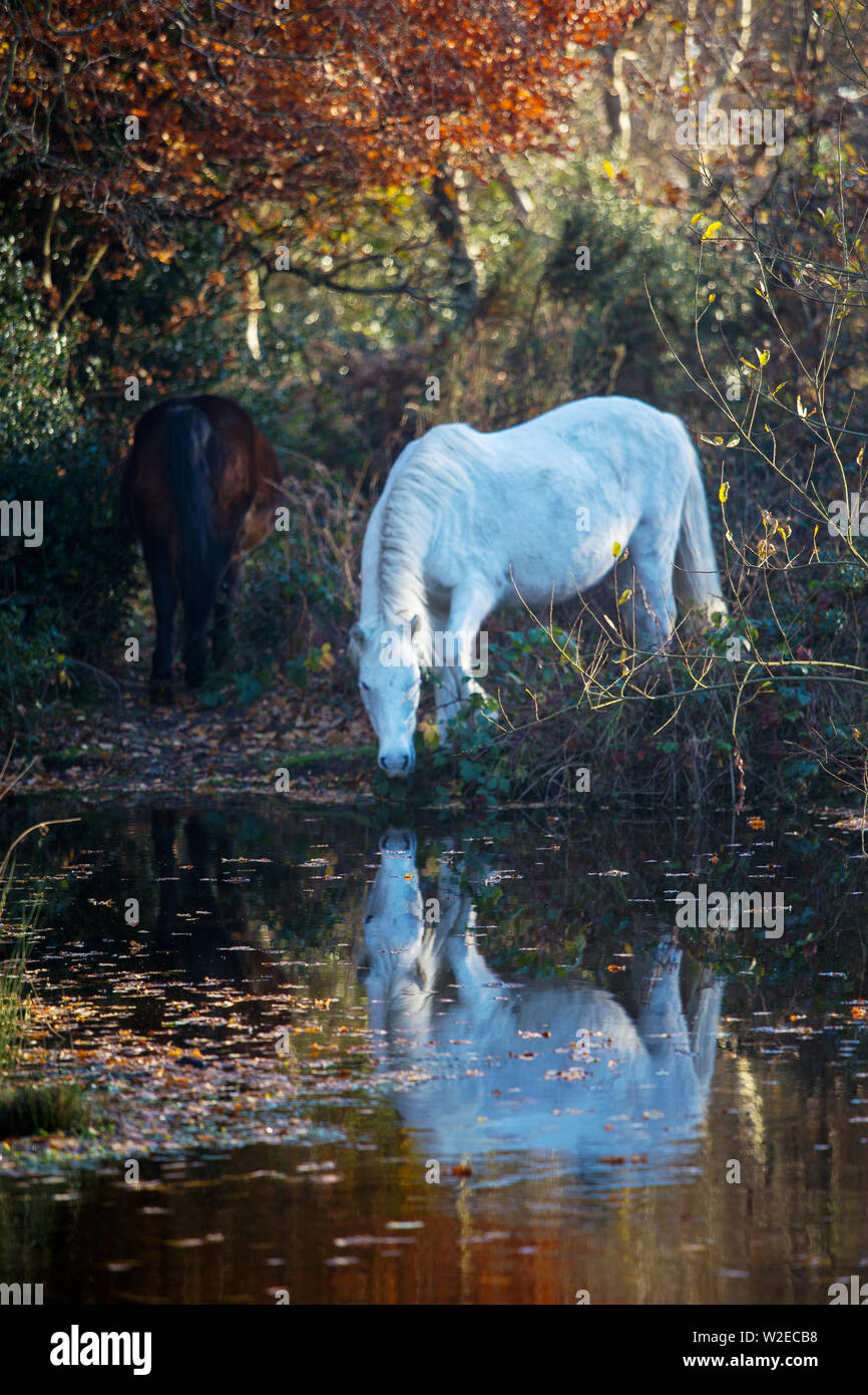 A horse drinking in a pond during autumn with reflection. Stock Photo