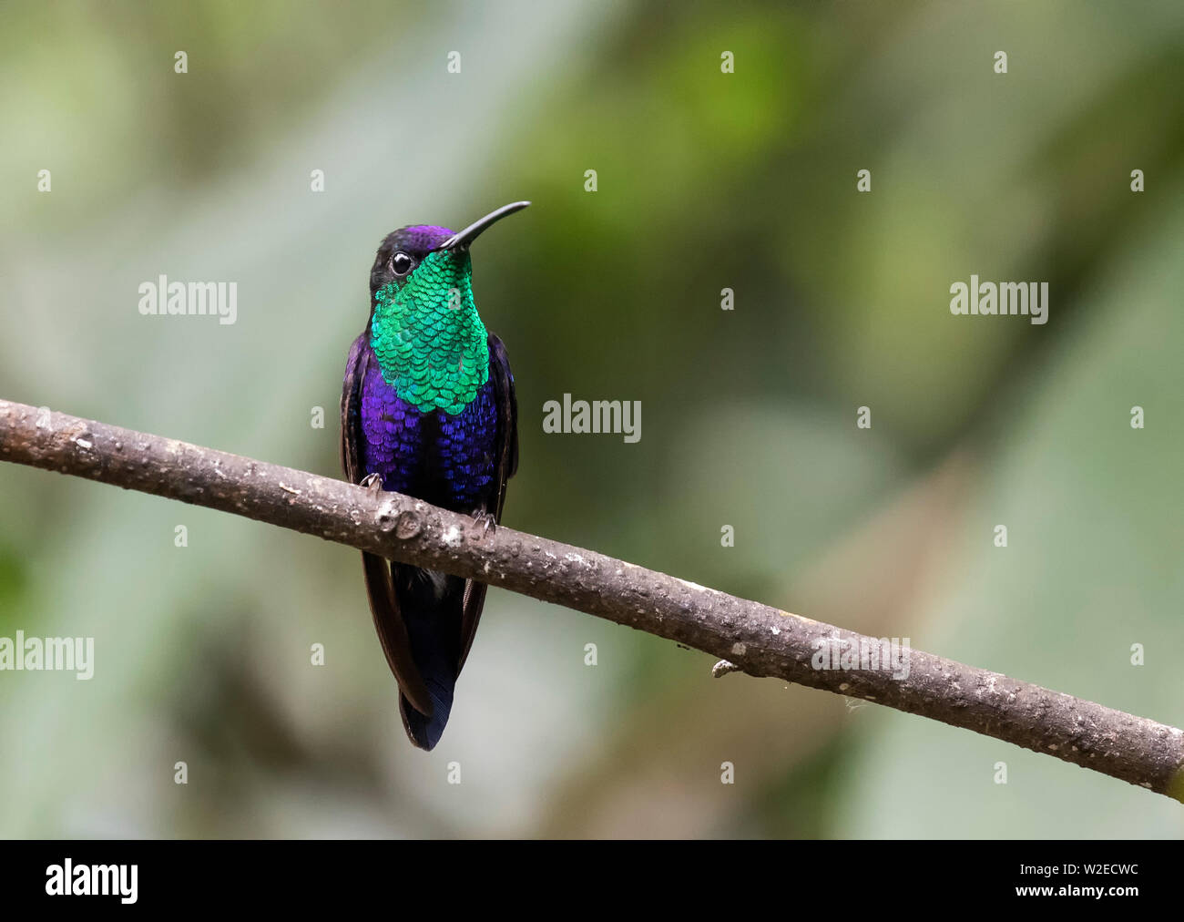 Woodnymph hummingbird hi-res stock photography and images - Alamy
