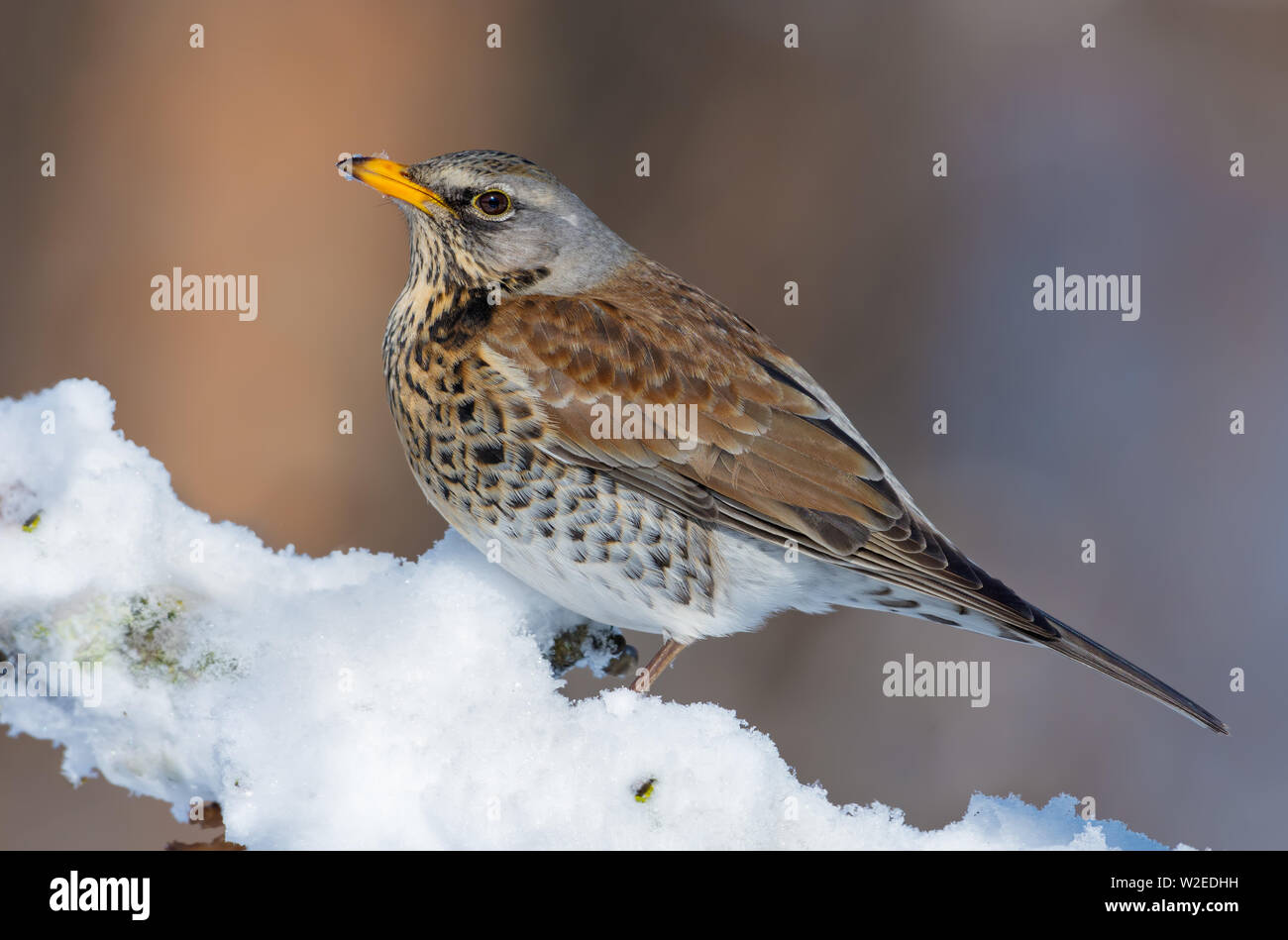 Fieldfare sits in snow on branch as he warms himself on the sun Stock Photo