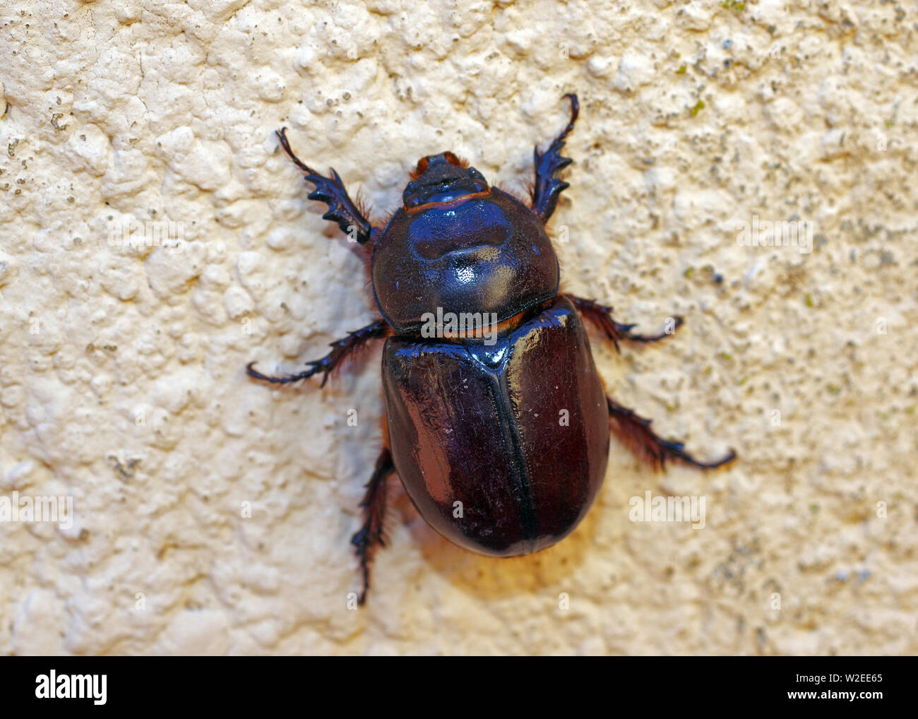 Living scarab ground beetle close-up Stock Photo - Alamy