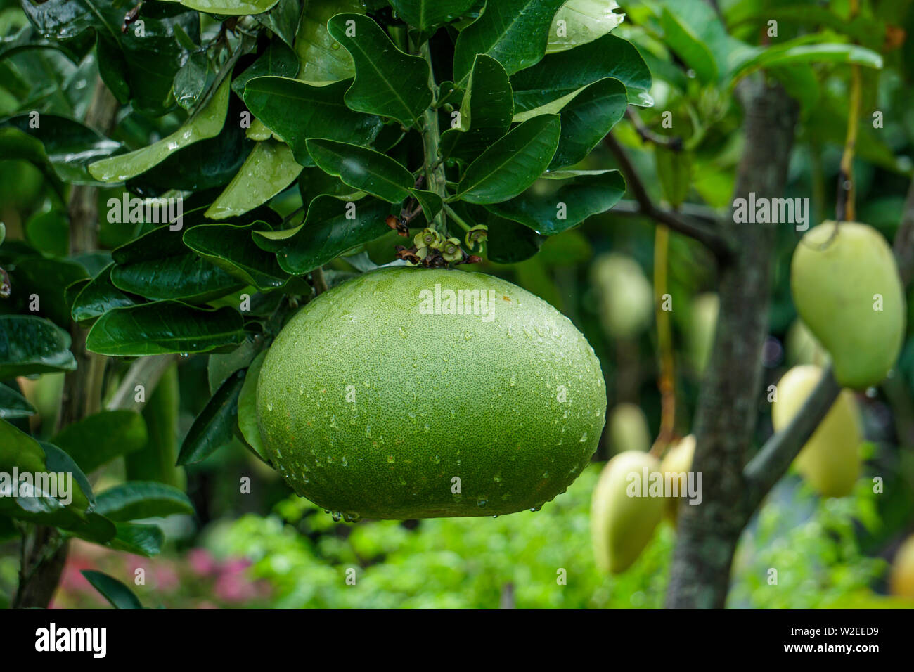Jambura hires stock photography and images Alamy