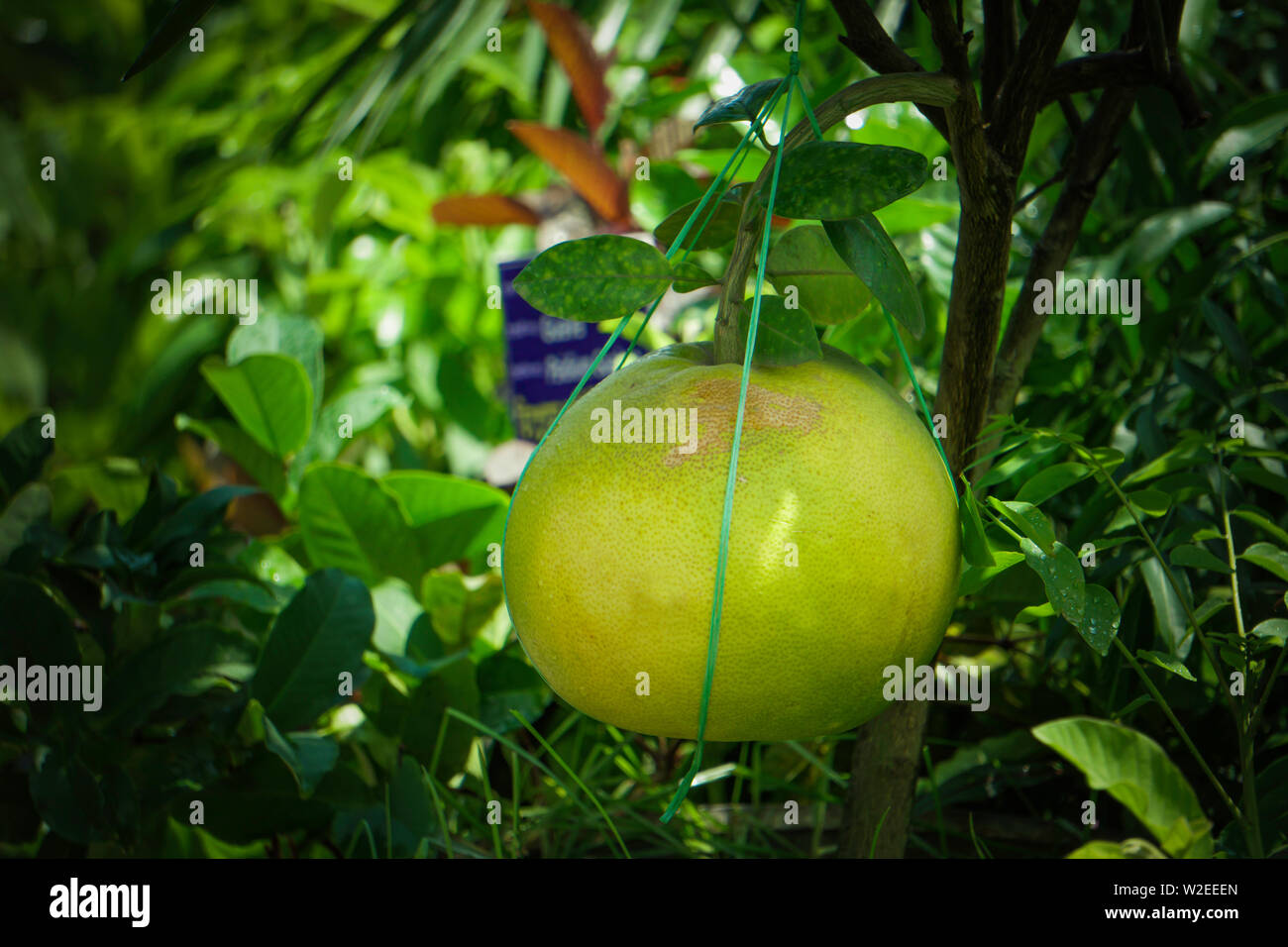 Big green grapefruit hires stock photography and images Alamy