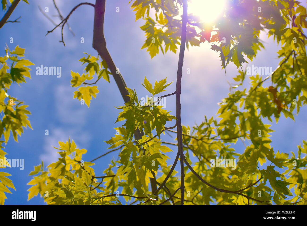 Ray of sun shining through thin branches creating a myriad of color Stock Photo
