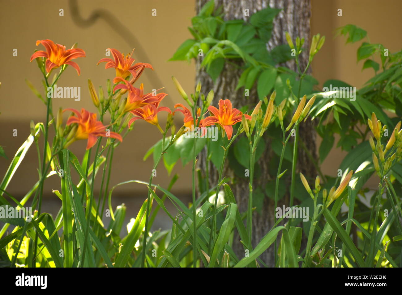 A cluster of bright orange flowers Stock Photo