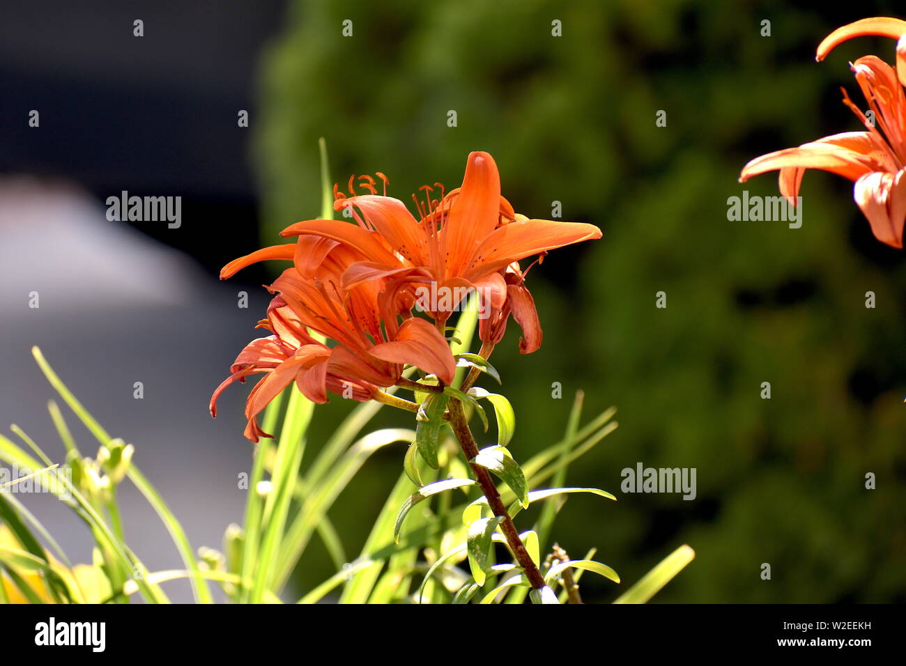 Close up of vibrant orange flower Stock Photo