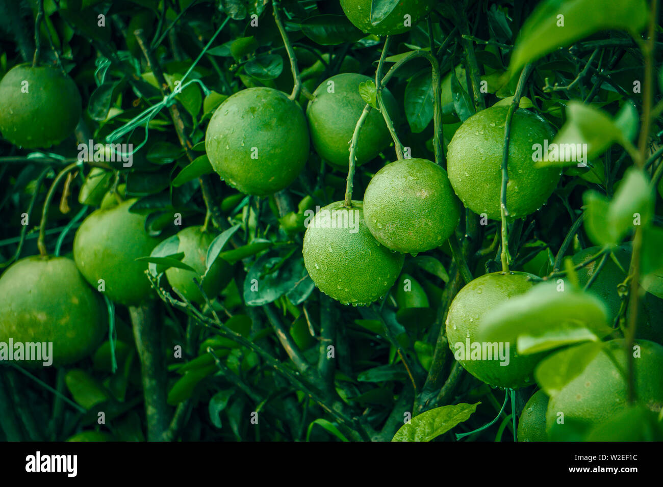 Isolated Pomelo fruit Wall on the Garden in Bangladeshi Jambura or