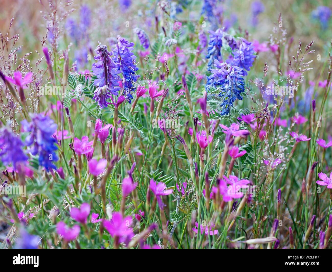 Flower Meadow Stock Photo