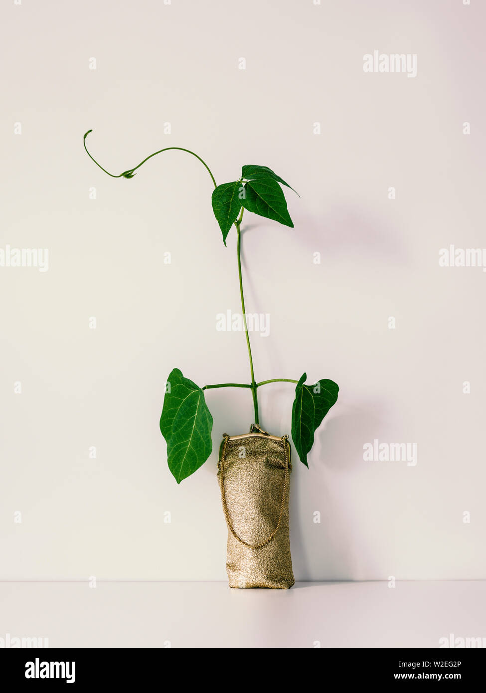 Bean Plant growing from golden purse Stock Photo