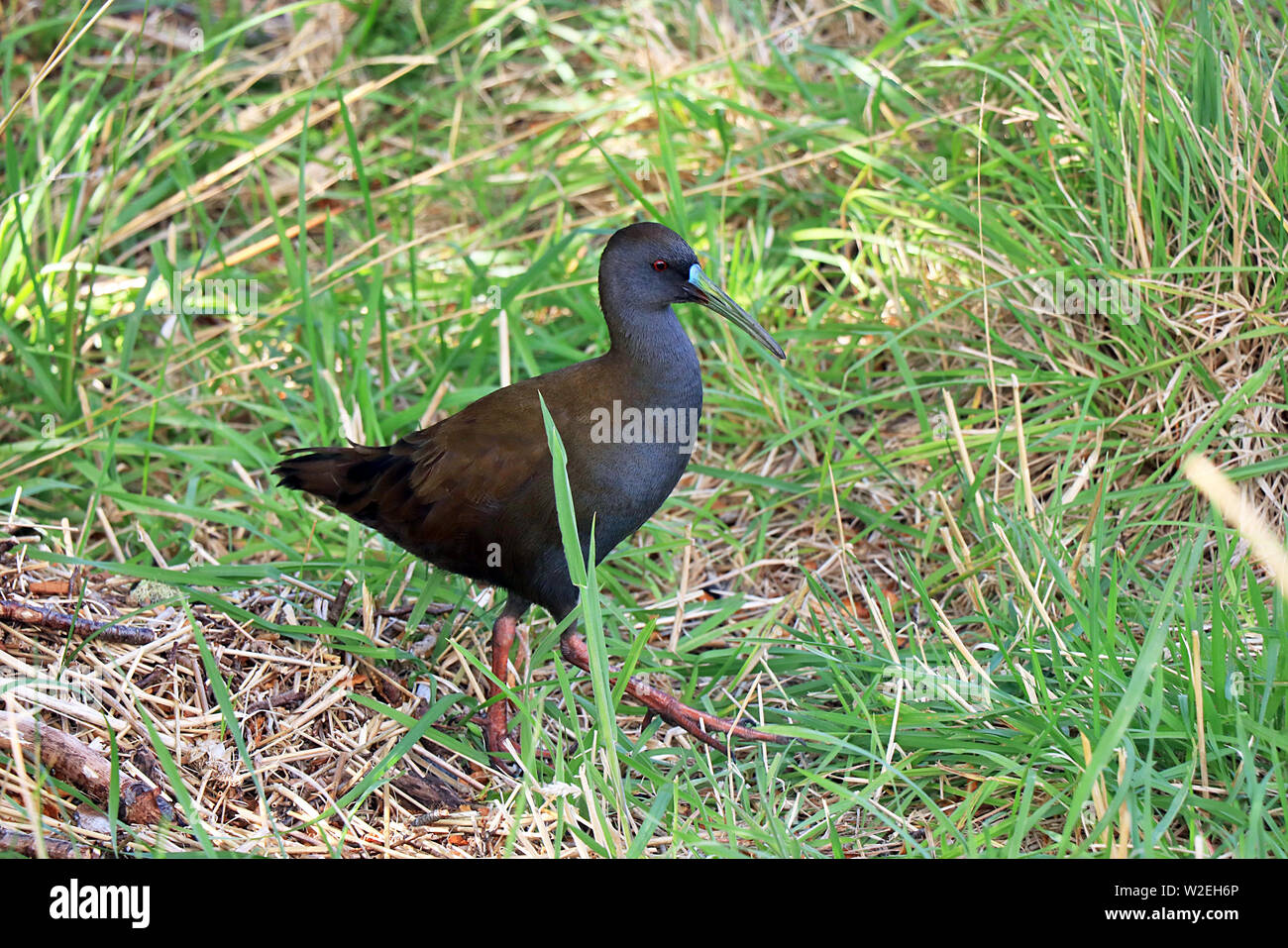 A wild plumbeous or cotuta rail (Pardirallus sanguinolentus) wading in grass by Lago Pehoe in the Torres del Paine National Park in Chilean Patagonia. Stock Photo