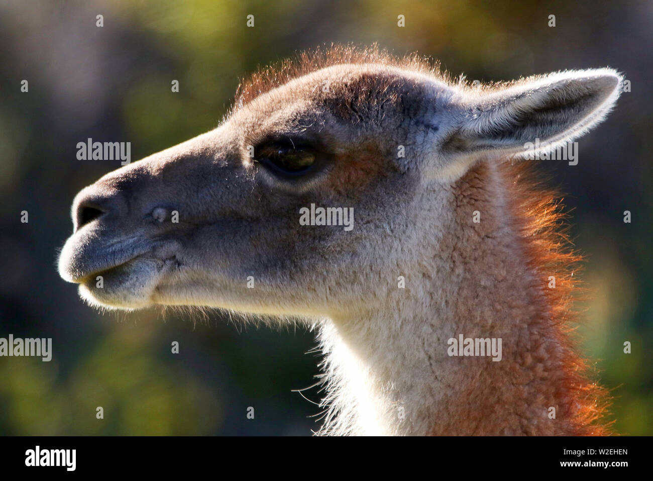 Close up of a wild Guanaco (Lama guanicoe) in the high mountains of the Torres del Paine National Park in Southern Chile Stock Photo