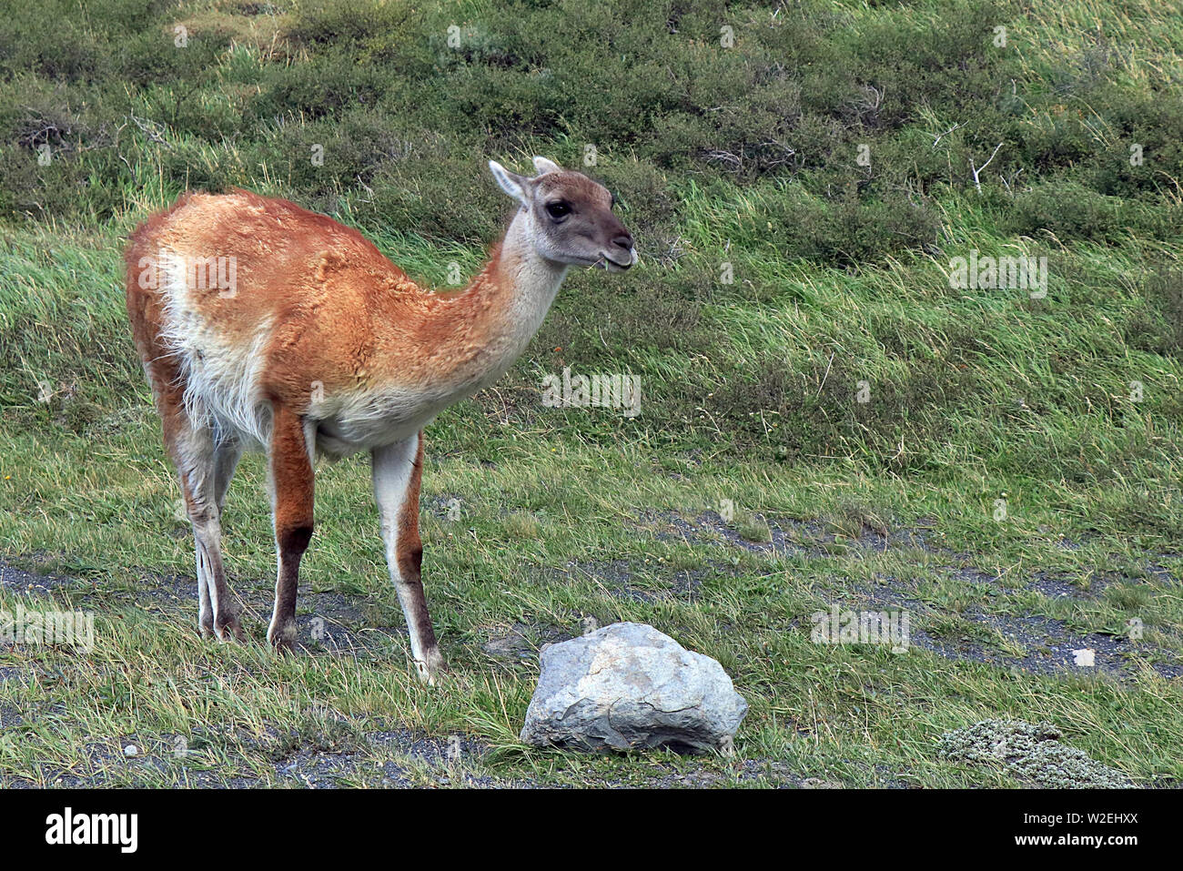 Wild Guanaco (Lama guanicoe) in the desolate grasslands of the Torres del Paine National Park in Southern Chile Stock Photo