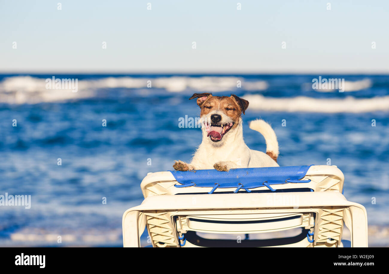 Summer vacation holiday concept with happy contented dog playing at sea beach gets on tanning bed Stock Photo