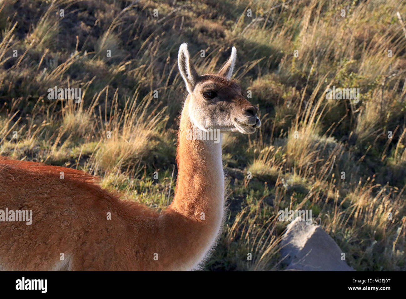 Wild Guanaco (Lama guanicoe) in the desolate grasslands of the Torres del Paine National Park in Southern Chile Stock Photo