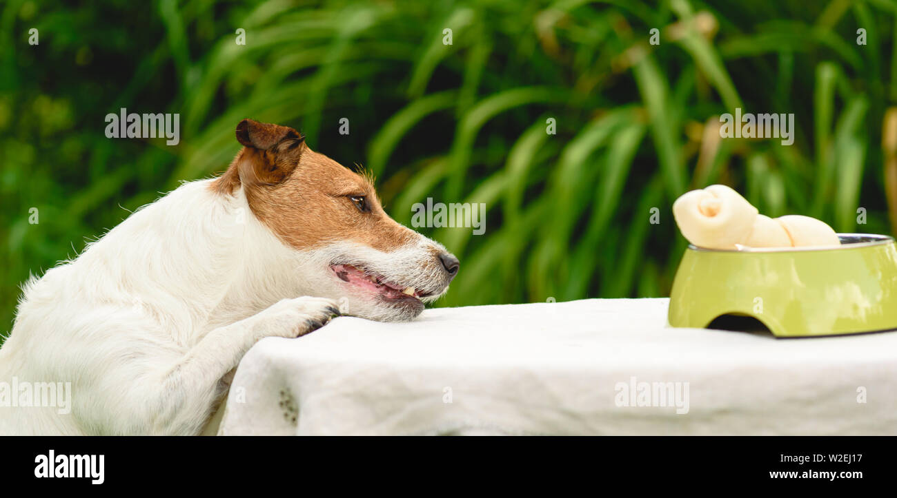 Naughty dog striving to get rawhide bone from bowl on table Stock Photo