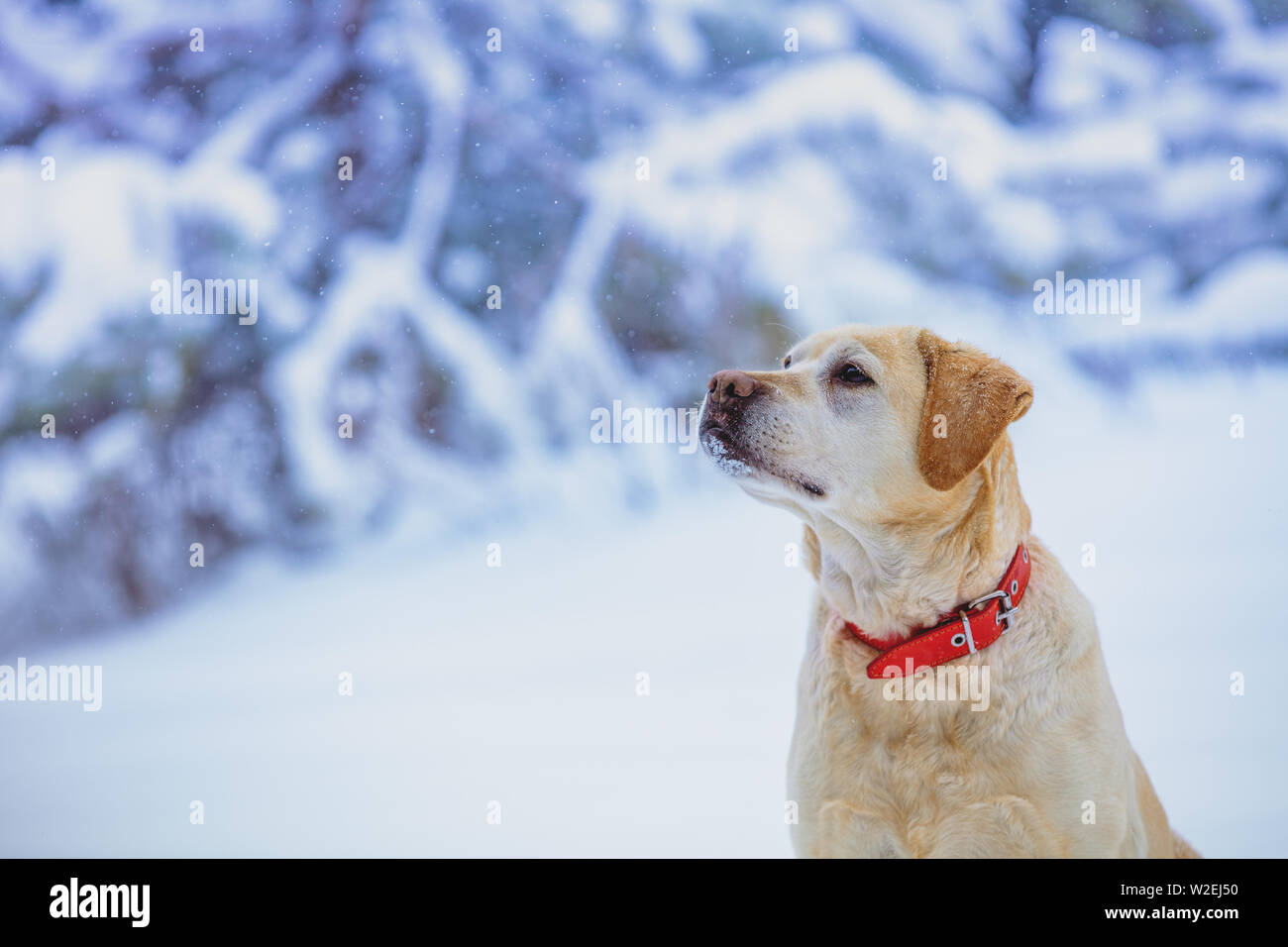 Portrait of a Labrador retriever dog sitting in winter snowy forest Stock Photo