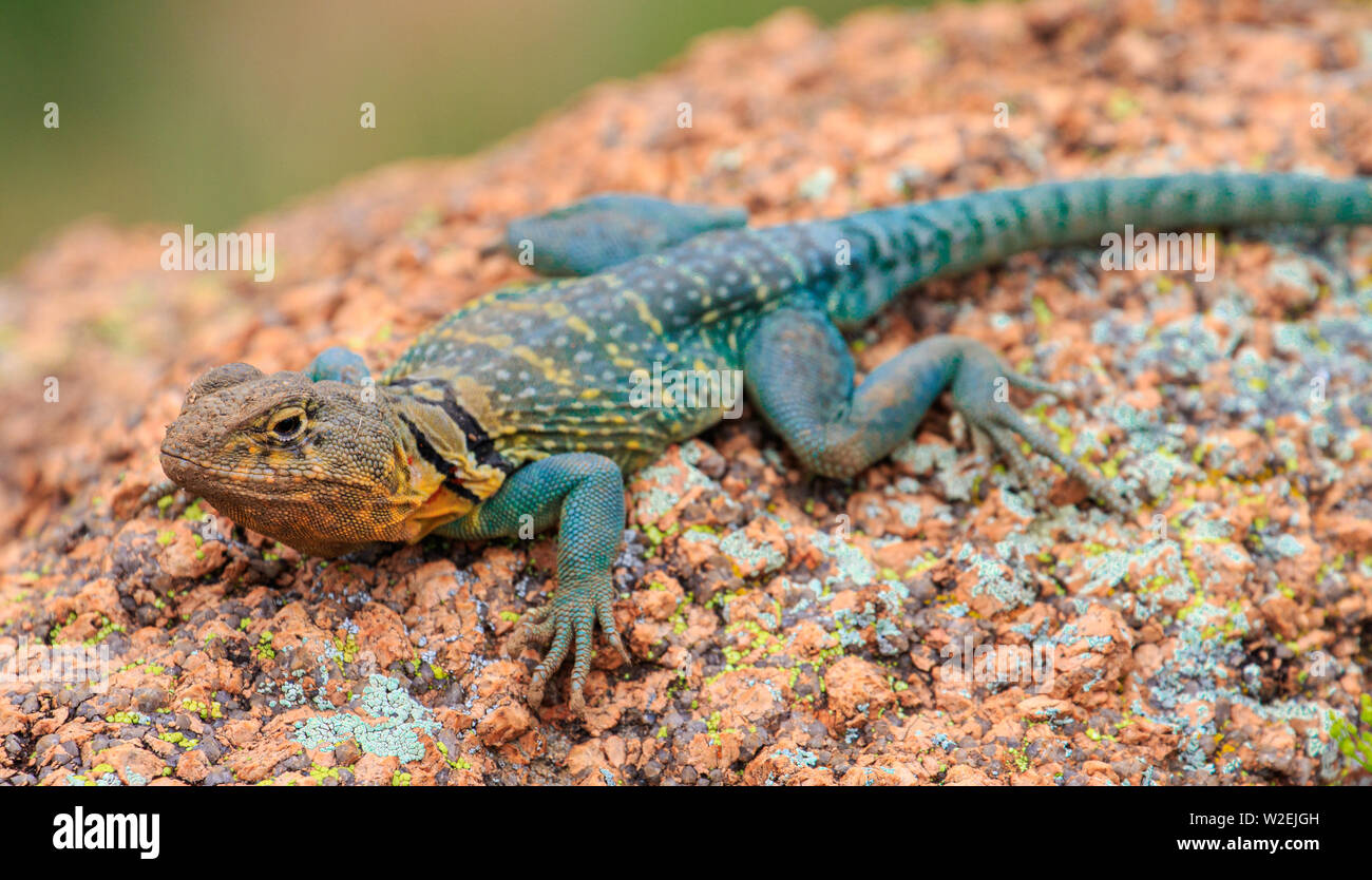 Eastern Collared Lizard