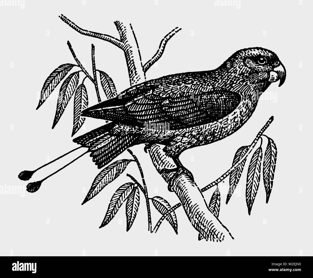 Buru racket-tail (prioniturus mada) sitting on a branch. Illustration after a historic engraving from the early 20th century. Editable in layers Stock Vector