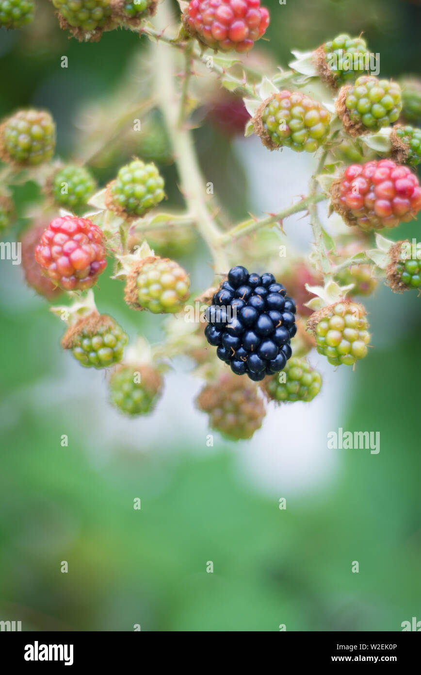 blackberries in macro view with bright colors, and blurred Background Stock Photo