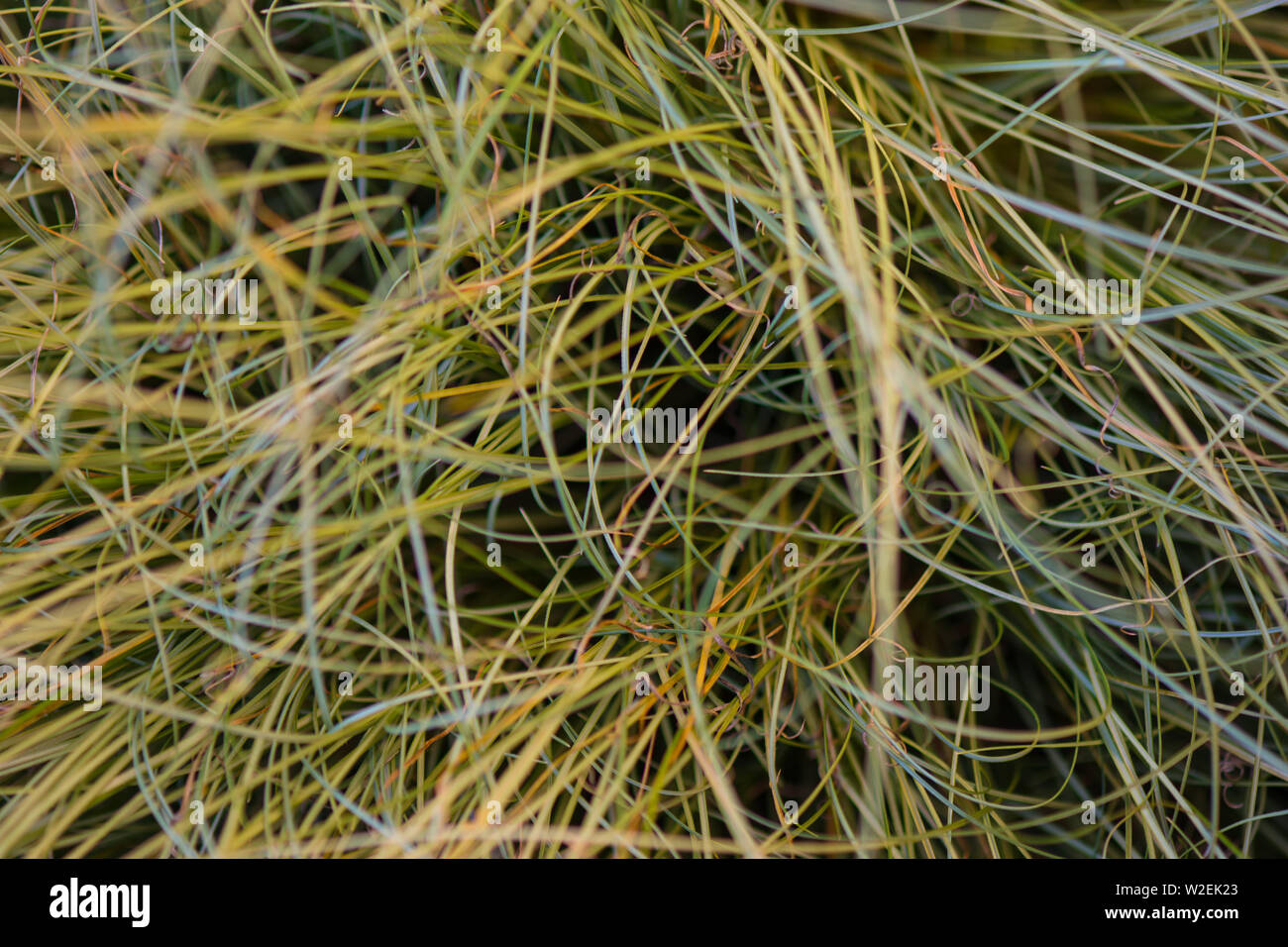 Texture long green grass in macro view, natural structure with warm colors Stock Photo