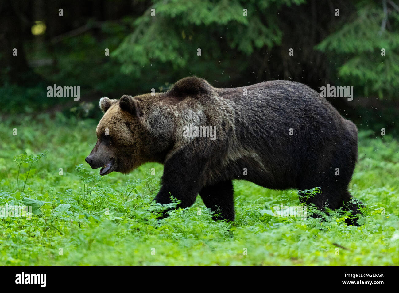 Brown bear in forest (Ursus arctos Stock Photo - Alamy