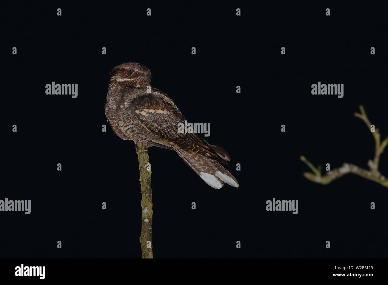 Adult male Eurasian Nightjar Stock Photo