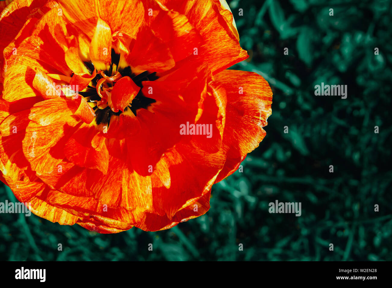 Close up image of closed orange flower of tulip. Stock Photo