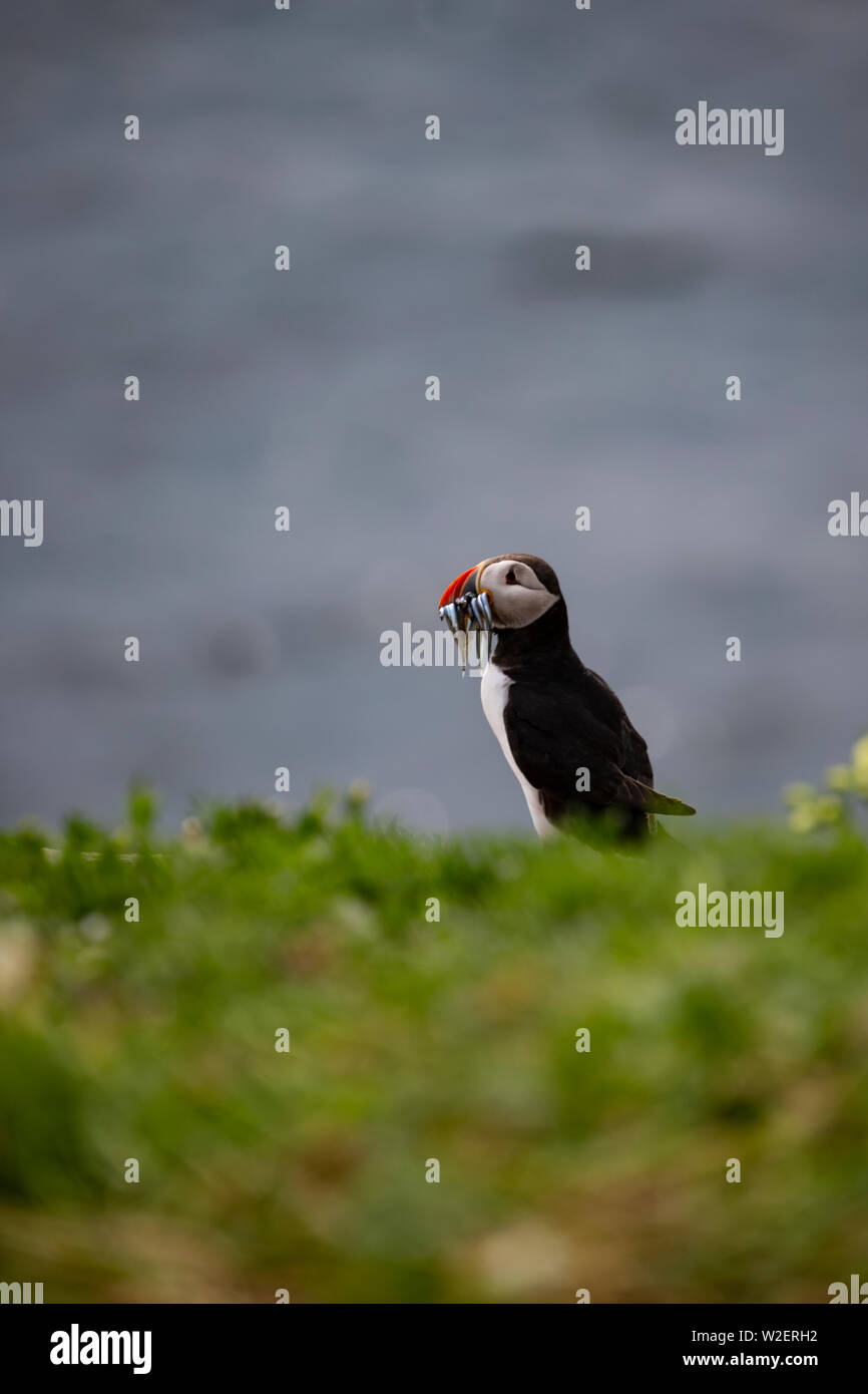 Puffin Fratecula arctica  on the edge of a coastal cliff with a beak full of sand eels Stock Photo