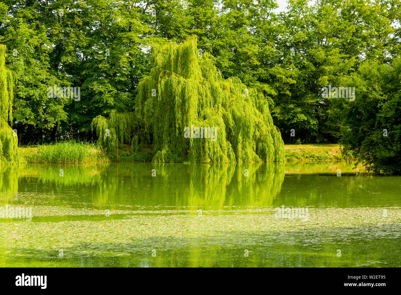 Old weeping Chrysocoma tree in the park Stock Photo