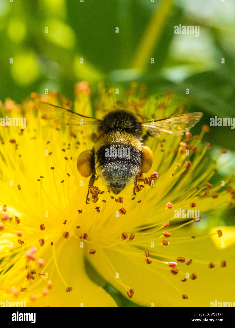 Bumble bee pollen sac hi-res stock photography and images - Alamy