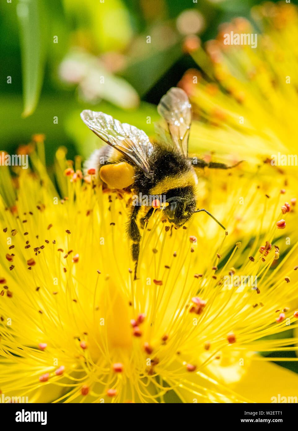 Bumble Bee collecting nectar from a Hypeticum Kalianum 'Sunny Bouevard' and  carrying pollen sacs Stock Photo - Alamy