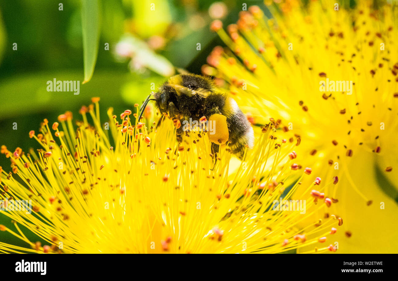 Bumble bee pollen sac hires stock photography and images Alamy