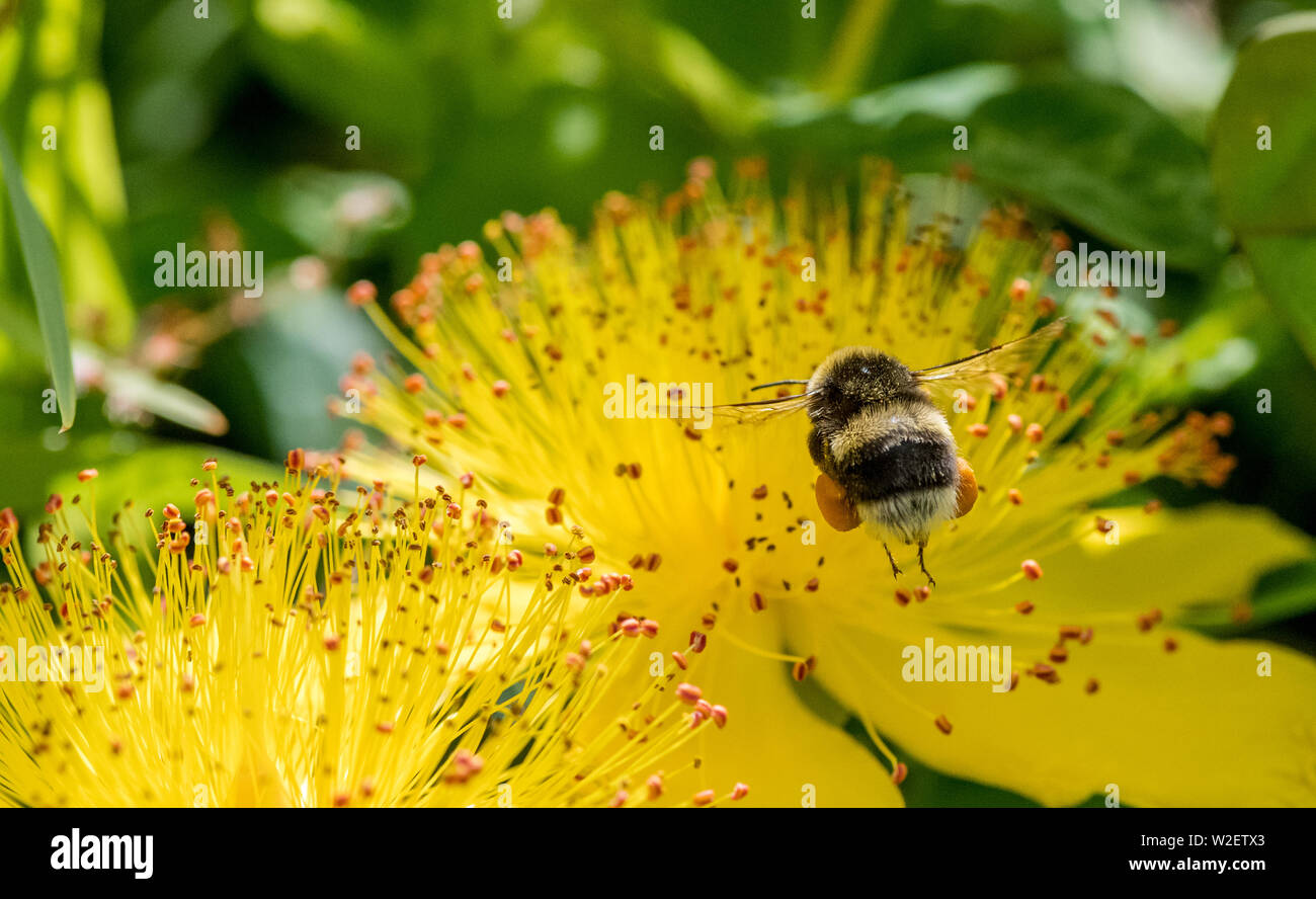Bumble bee pollen sac hires stock photography and images Alamy