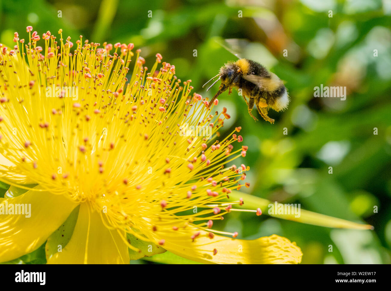 Bumble Bee collecting nectar from a Hypeticum Kalianum 'Sunny Bouevard