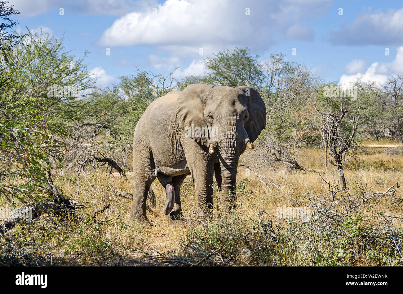 A wild male bush elephant ( Loxodonta Africana) showing his dominance, a bull with ears spread and a big penis in Kruger National Park, South Africa Stock Photo
