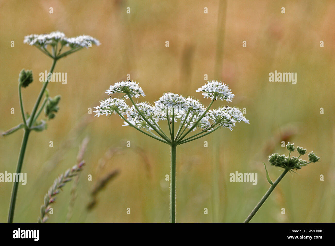 Cow parsley in a field Stock Photo