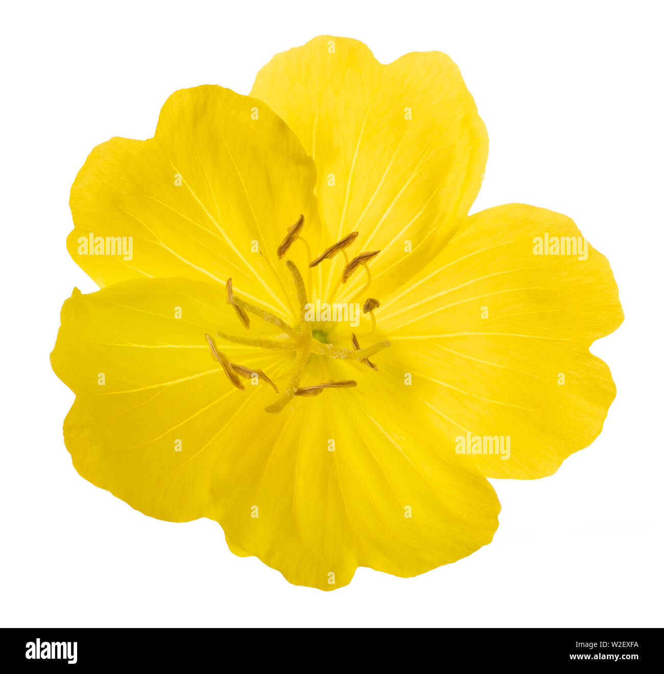 Common evening primrose flower isolated on white Stock Photo Alamy