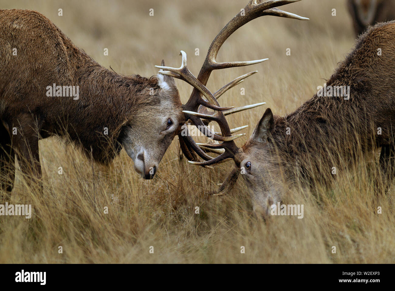Deer Rut Season Wildlife Stock Photo Alamy
