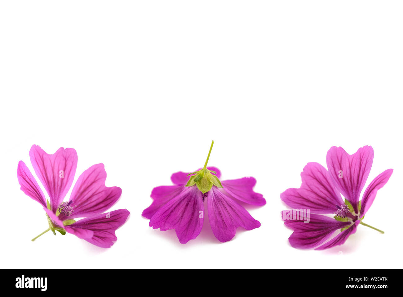 Mallow flowers isolated on white background Stock Photo