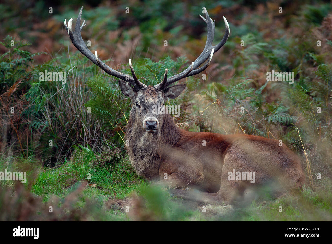 deer rut