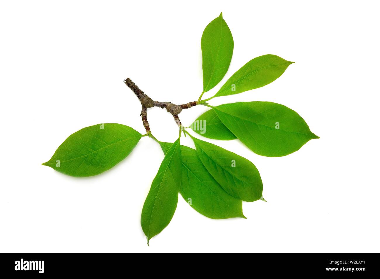 magnolia branch with leaves isolated on white background Stock Photo ...