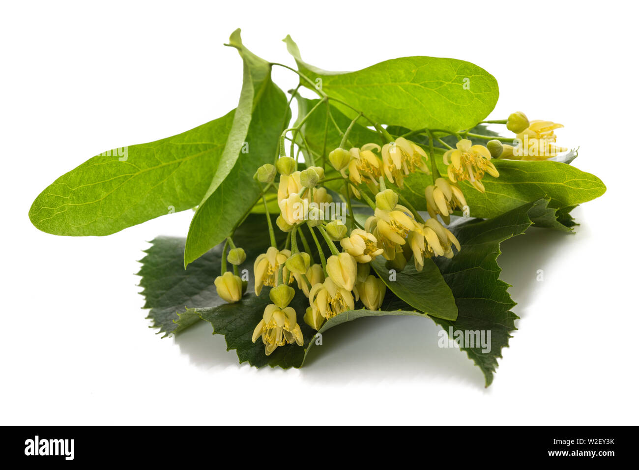 linden  leaf with flowers isolated on white background Stock Photo