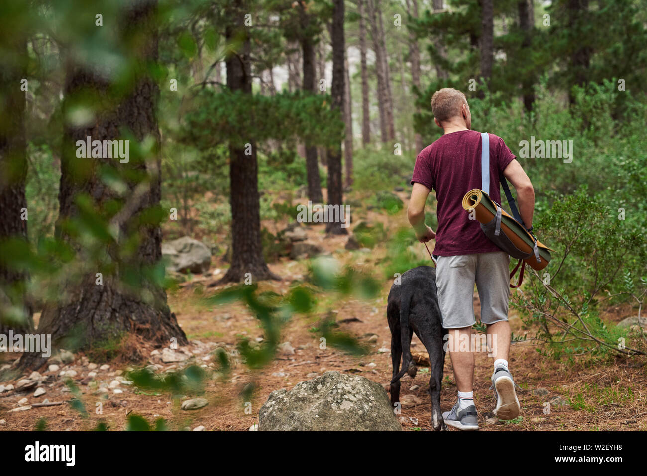 Man walking with his dog along a forest path Stock Photo - Alamy