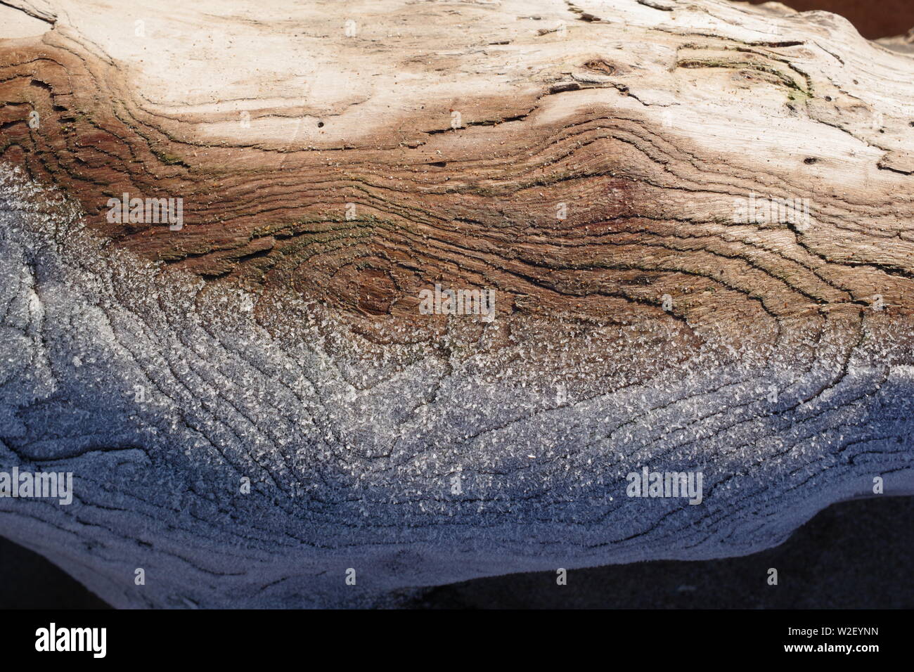 Frost on a Driftwood Tree Trunk. Aberdeen Beach, Scotland, UK. Stock Photo