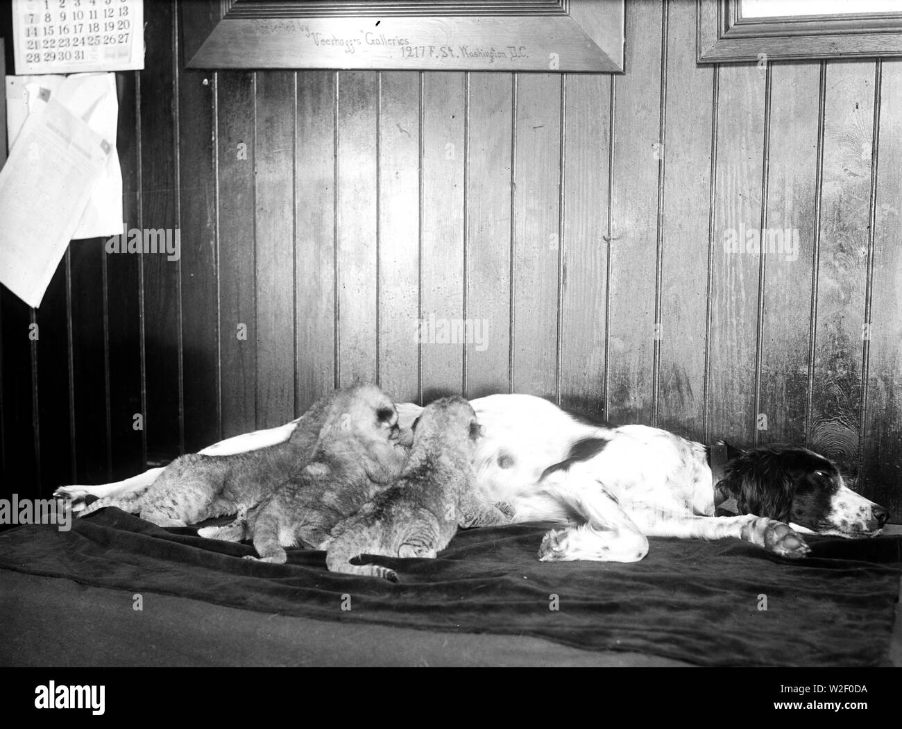Three lion cubs, deserted by their real mother at the Washington Zoo, were adopted by the setter dog and nursed ca. 1930 Stock Photo