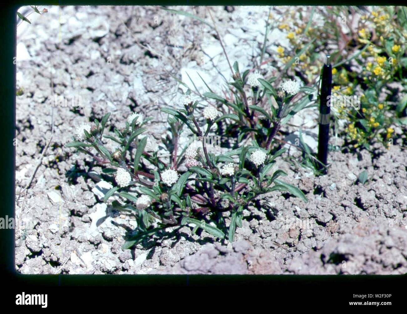 Chaenactis cusickii plant in SW Idaho 2. Stock Photo